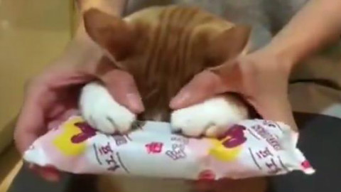 主人做饭时,贪吃的小猫突然跳上来,结果烫到了点肉垫。主人慌忙拿了根冰棒帮它冰敷,它也乖乖地举着爪子